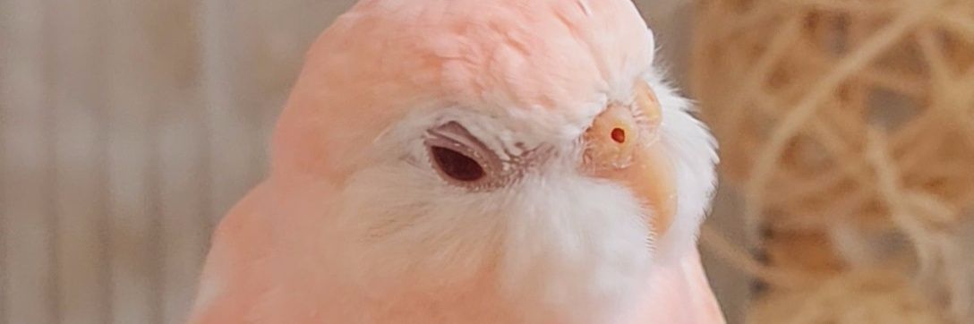aako_PANA's profile banner image