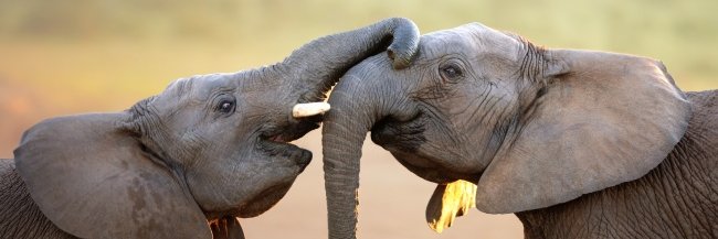 yoseirini's profile banner image