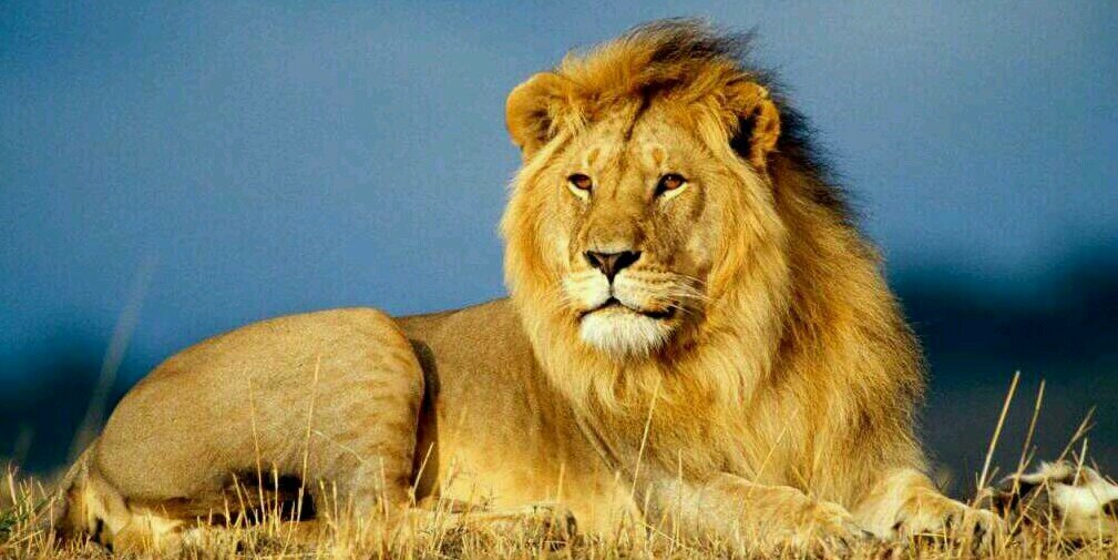 @Gre8Scott 🇺🇸🦅 banner