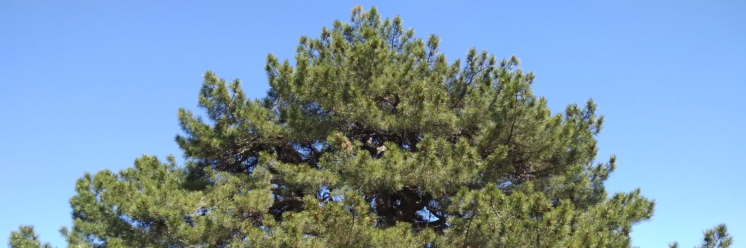 Daglar3's profile banner image