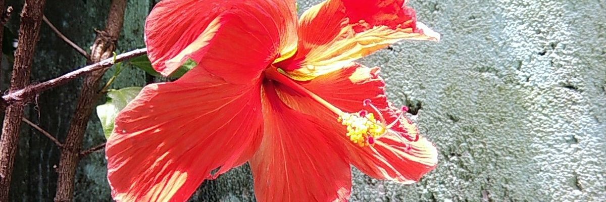 loriguedes's profile banner image