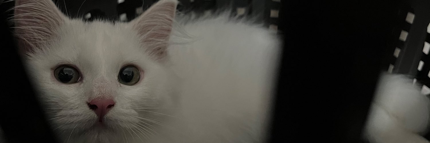 earlchinno's profile banner image