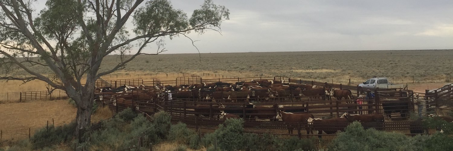 sandra ireson banner