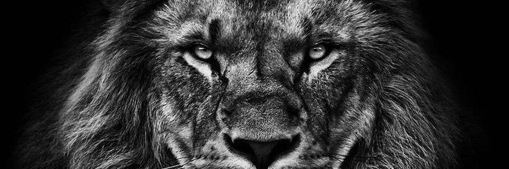 rochapauli's profile banner image