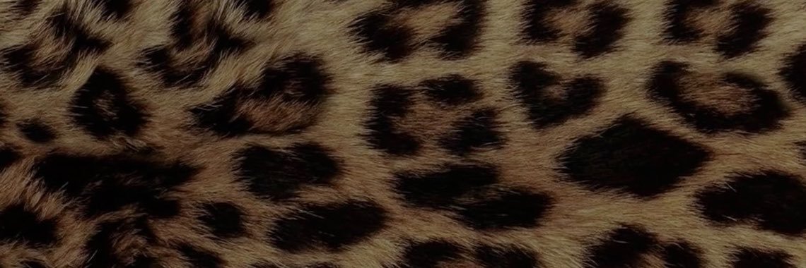 fernandavegaaf's profile banner image