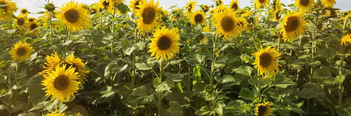 sunshine78151's profile banner image