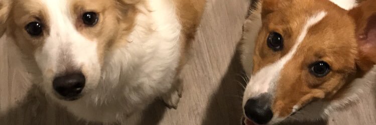 sierraoharrah's profile banner image
