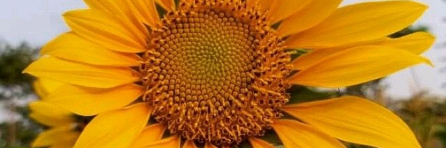 diwaaani's profile banner image
