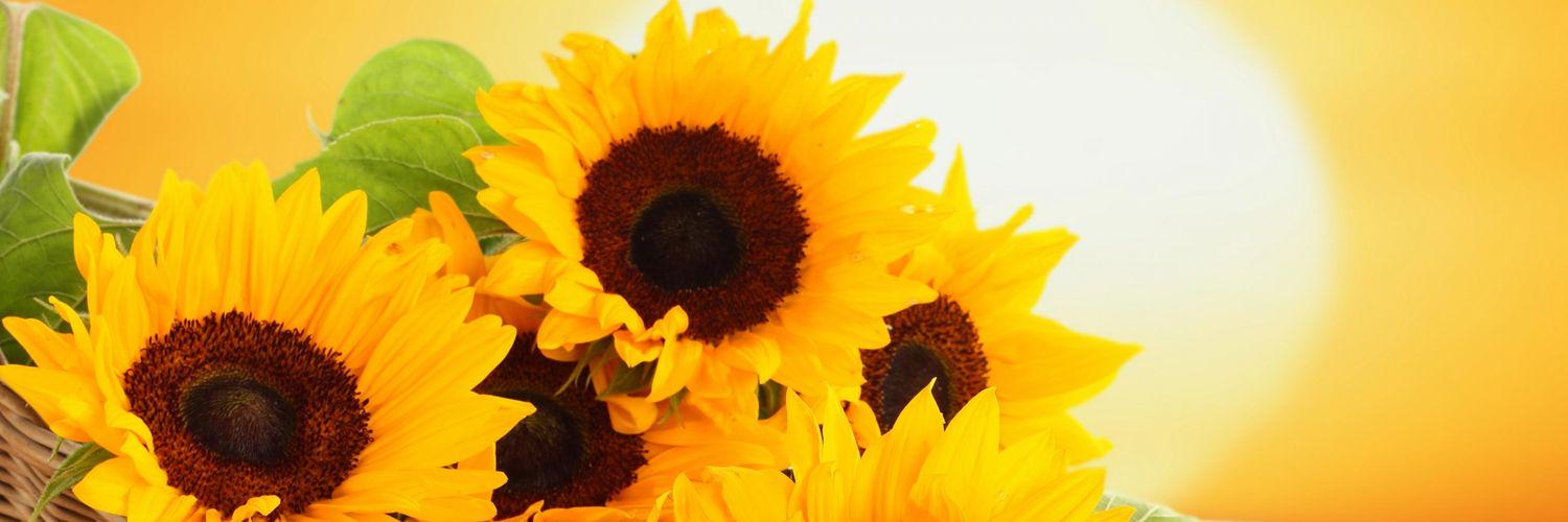 GoldenSunOil's profile banner image