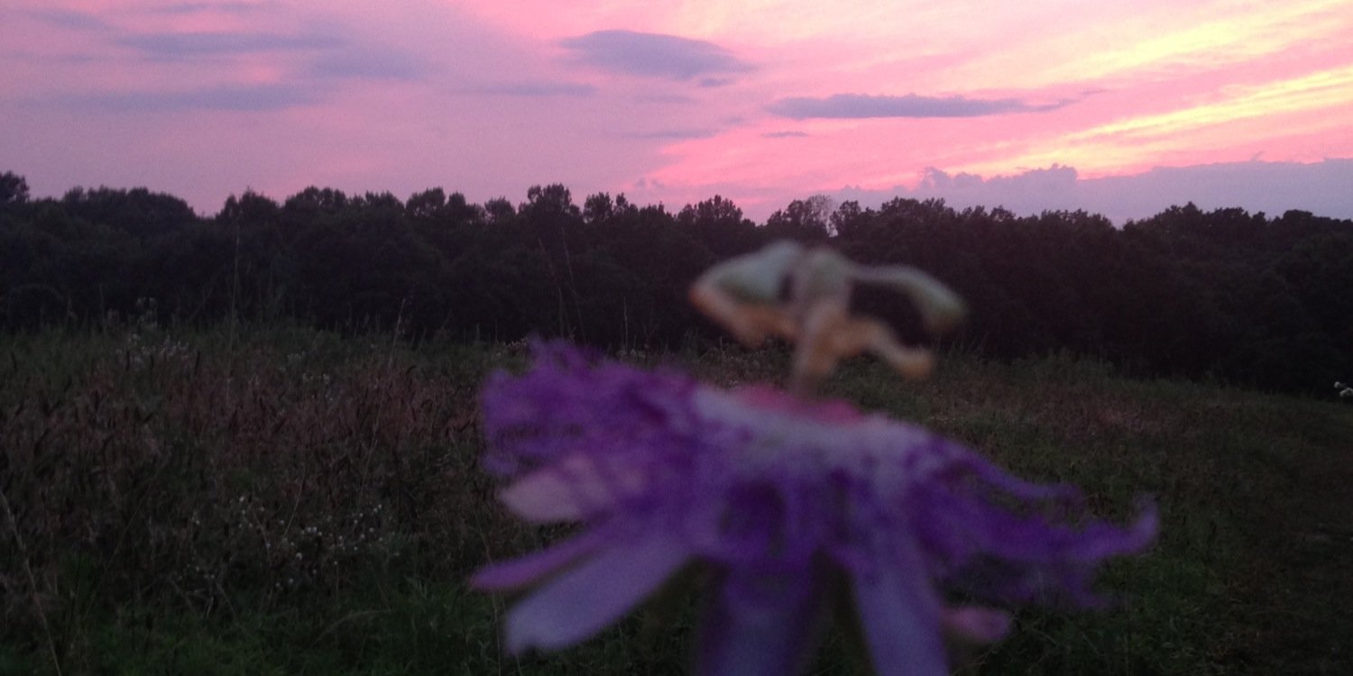 taylorleeshew's profile banner image