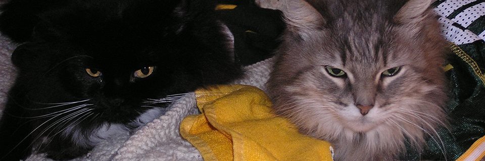 backinpack's profile banner image