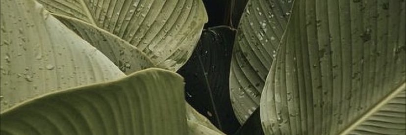 blreeves's profile banner image