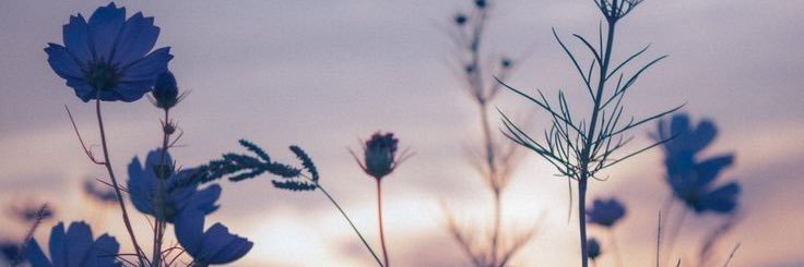 lizethhdc's profile banner image