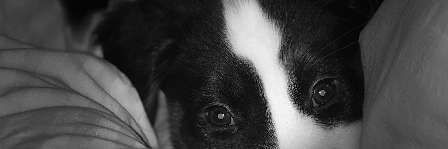 waynefrischmon's profile banner image