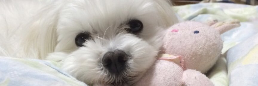 ruritgms's profile banner image