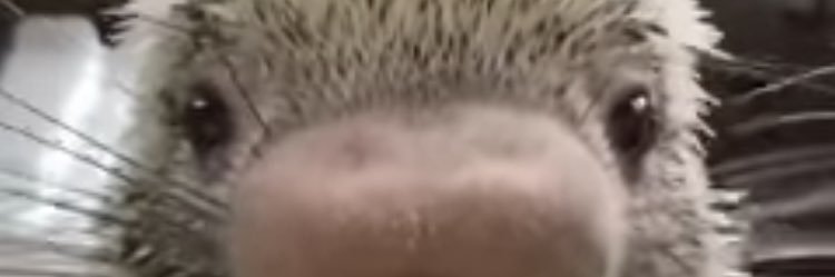 Tweetpill's profile banner image