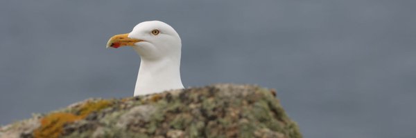 DrNLK0 Profile Banner