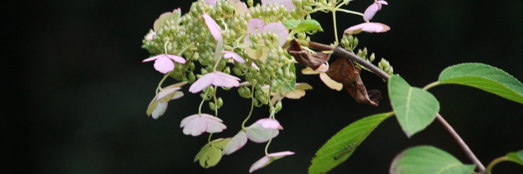 ハッピーハピハピ banner