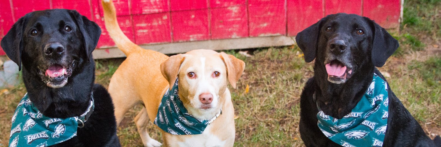 Tracey Staab (she/her) banner