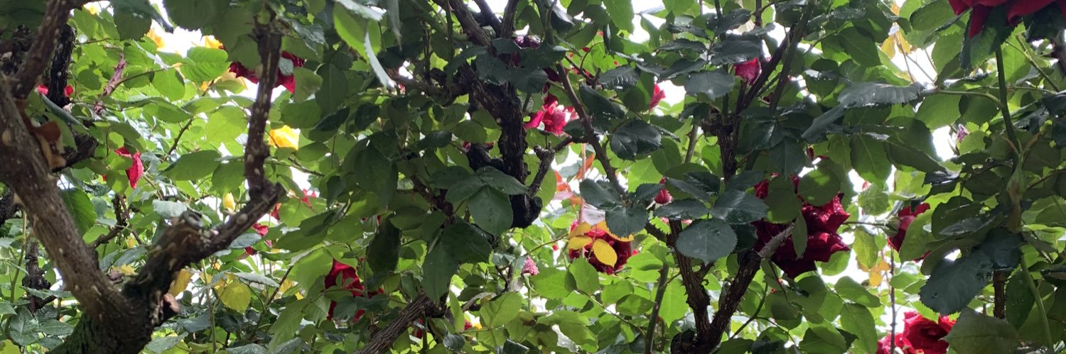 ume_hata's profile banner image