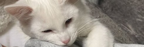 Lily1Lilly's profile banner image