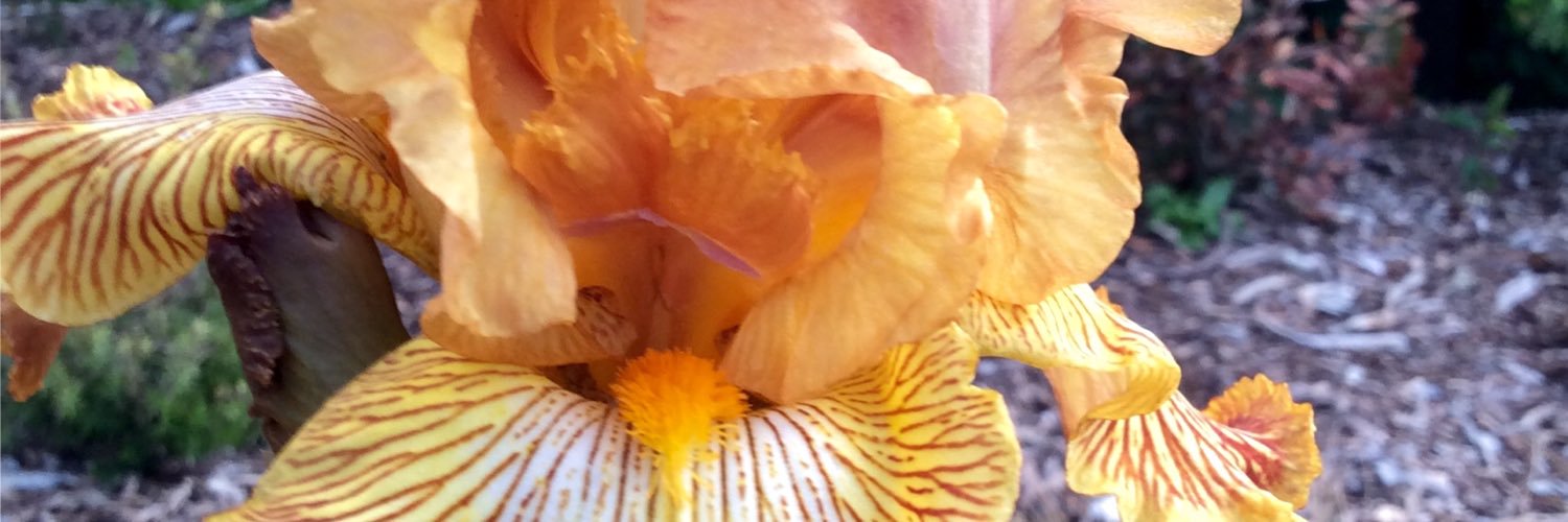 colonelpipstone's profile banner image