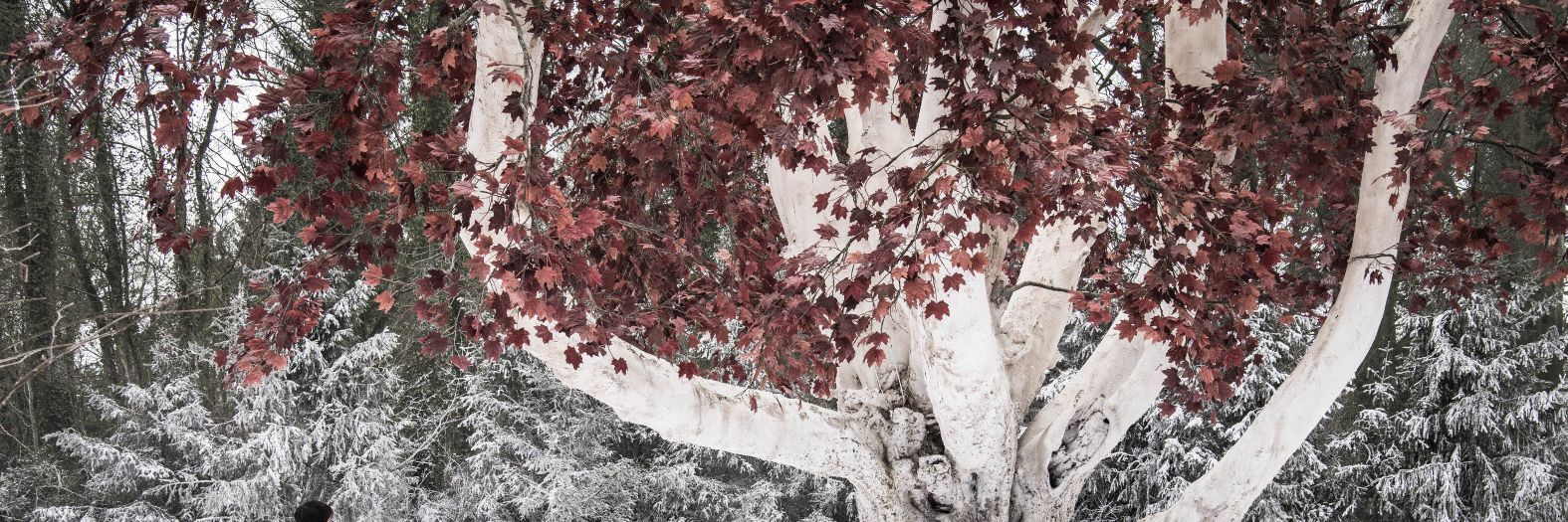 iMileva's profile banner image