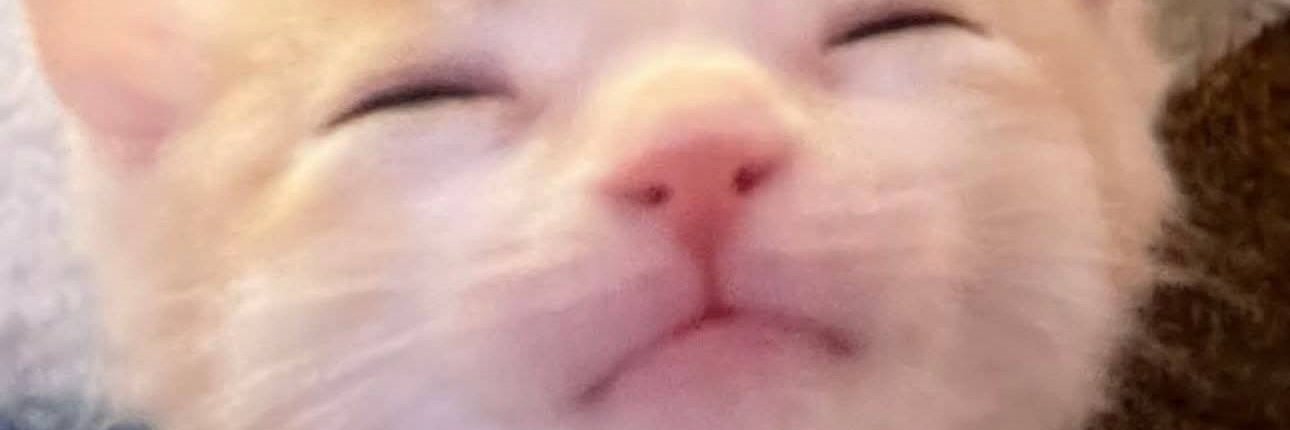 𝜗𝜚˚🎈˖˚｡⋆🎂⊹˚˖☎️🍒₊˚ෆ⊹˚౨ৎ banner