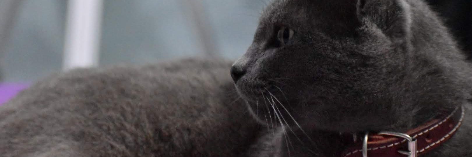 TYawinci's profile banner image