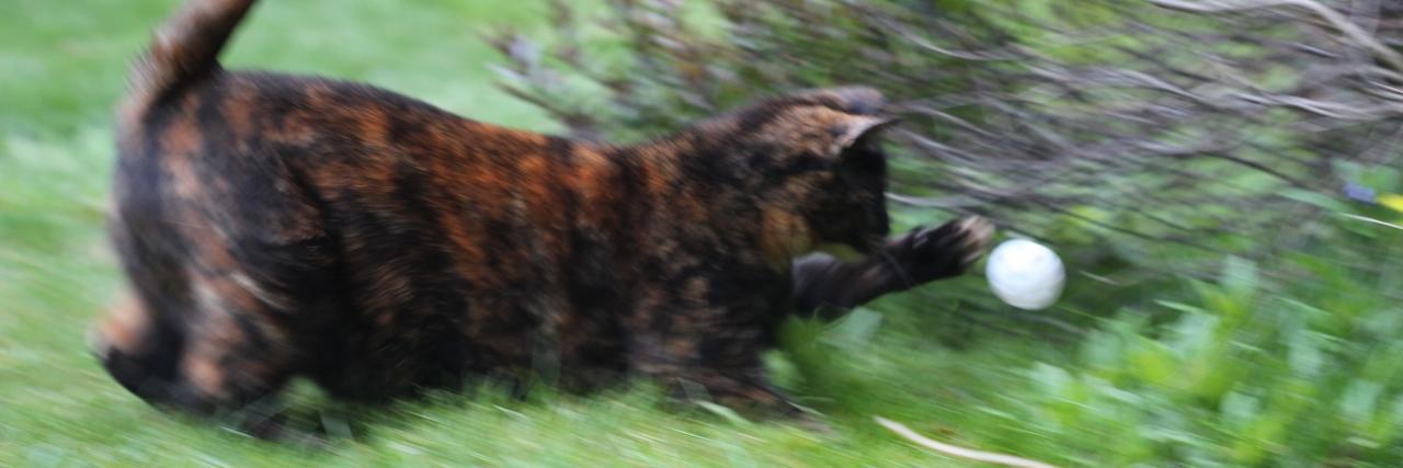 Boudiccat's profile banner image