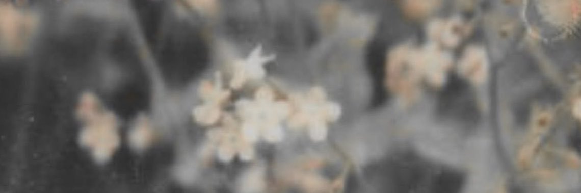 jazzminelatte's profile banner image