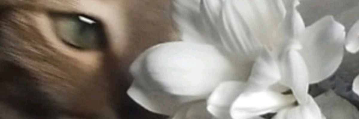 Sengkwanu's profile banner image