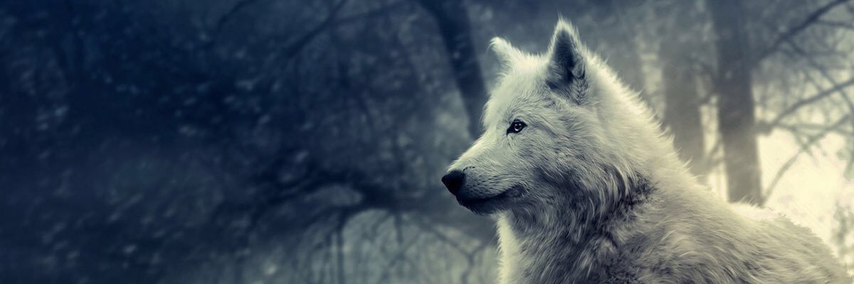 Yaquzer's profile banner image