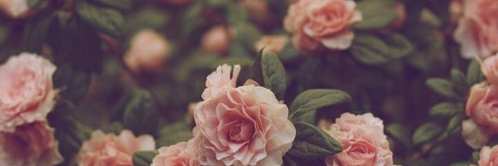 florcisneros__'s profile banner image