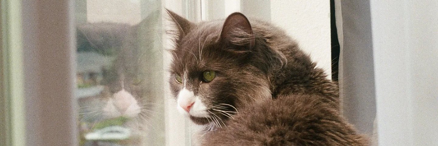 sn0tcat's profile banner image