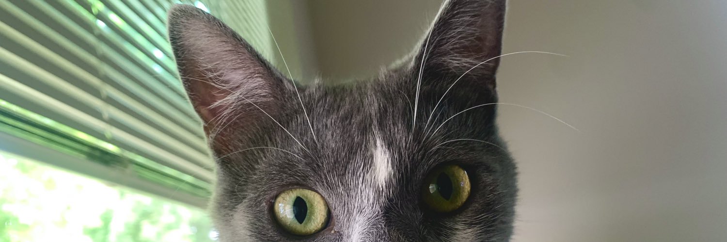 missmads1's profile banner image
