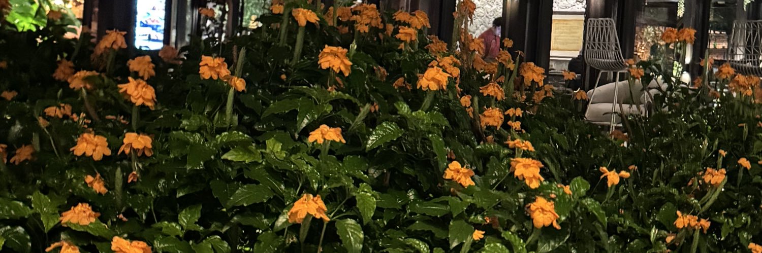 jeruktipsy's profile banner image