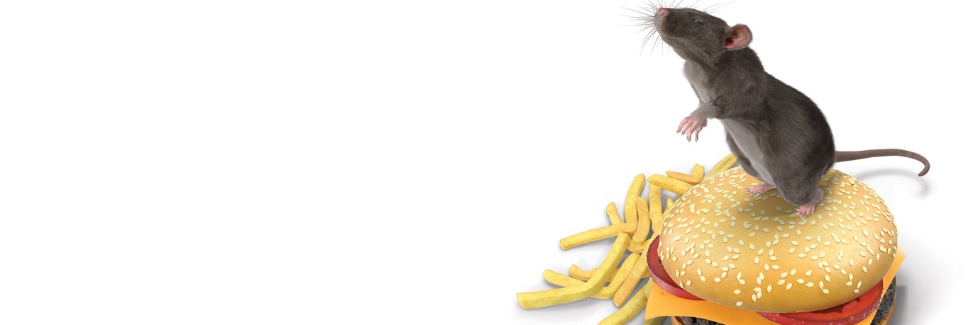 Twitter banner for @cheeseburgers