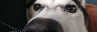 secopsbot's profile banner image