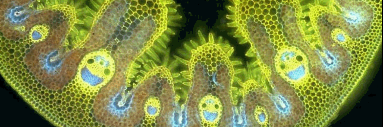 Springer Plants banner