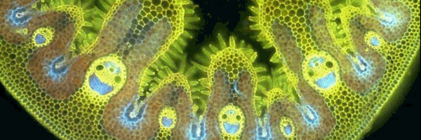 SpringerPlants Profile Banner