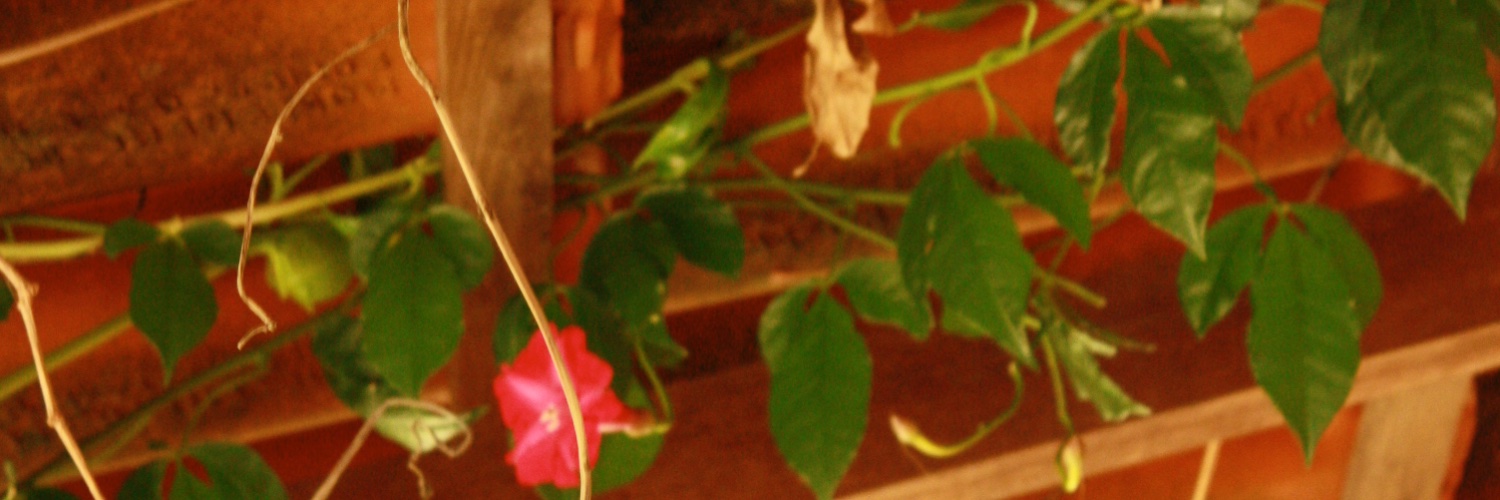 maria clara banner
