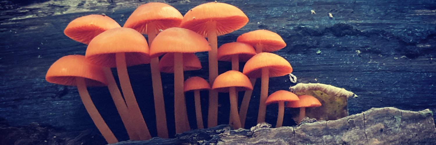 Wildflower Area banner