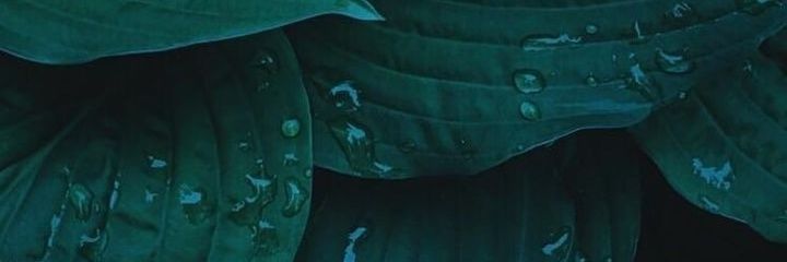 Someone banner