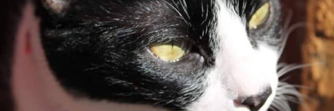 Estefania_Ray's profile banner image