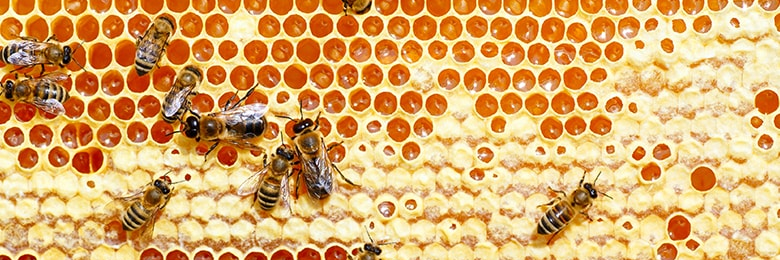 bee_collective's profile banner image