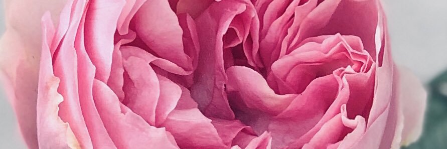 Melissa's banner