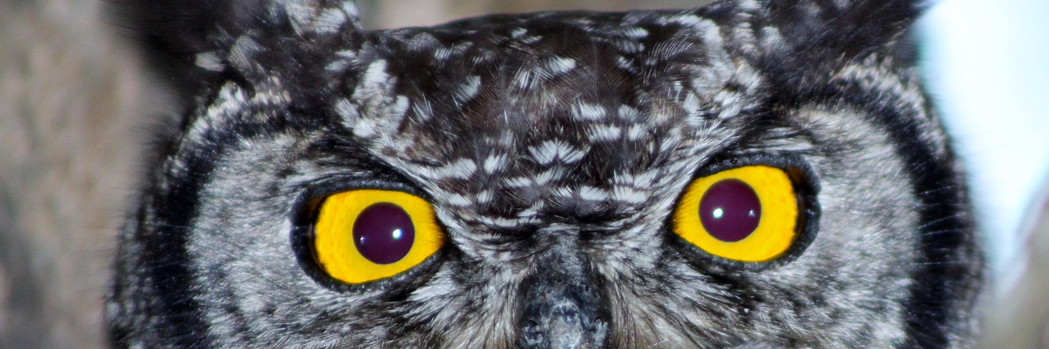 William Pretorius banner