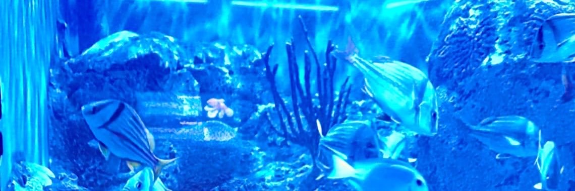 sofiamoralesm8's profile banner image