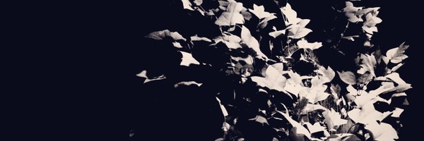 prtcll Profile Banner